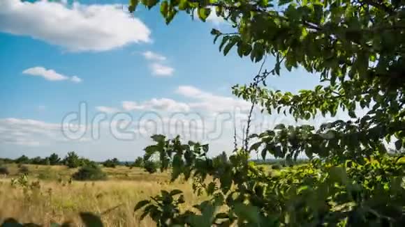蓝天上的移动云在景观场和树木之上时光流逝令人惊叹的乡村山谷乌克兰视频的预览图