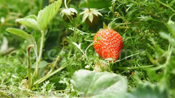 新鲜成熟的草莓是从孩子手中采摘的视频的预览图