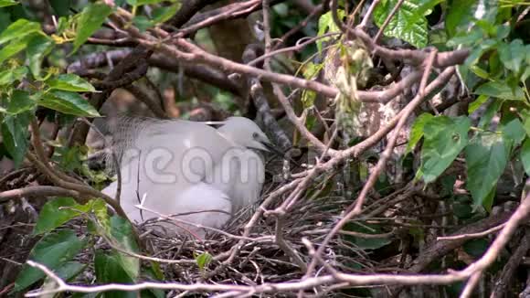 慢动作白鸟白鹭加泽塔筑巢并照顾树上的小鸡视频的预览图