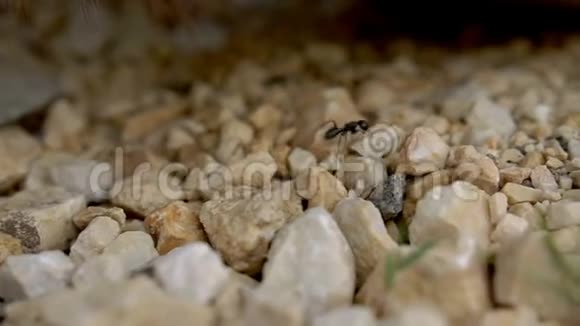 蚂蚁走过石头蚂蚁踪迹特写镜头视频的预览图