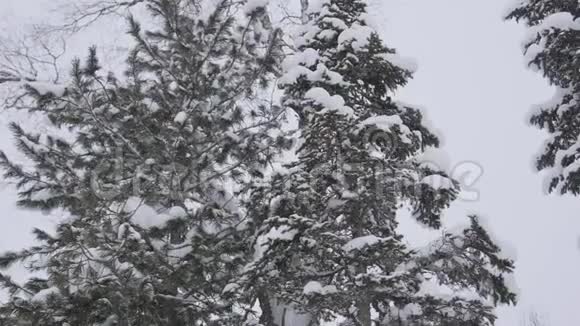 白雪覆盖的云杉枝在冬日的森林里映衬着蓝天雪落在杉树枝上视频的预览图