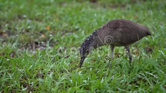 慢动作马来亚夜鹭猎蚯蚓吃台北公园视频的预览图