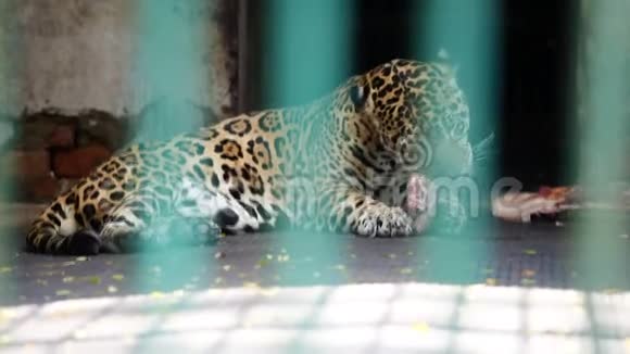 野豹在绿格子后面的笼子里吃生肉视频的预览图