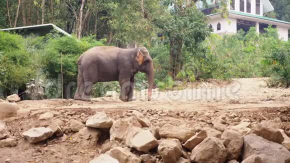 特写镜头动物园里的一头大象身上洒满了沙子视频的预览图