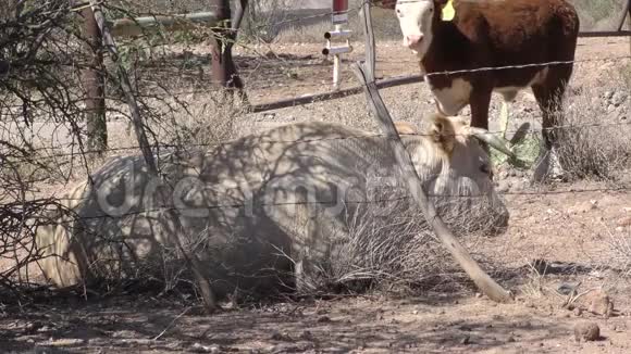 亚利桑那州沙漠一头白色公牛躺在阴凉处一头牛走在后面视频的预览图