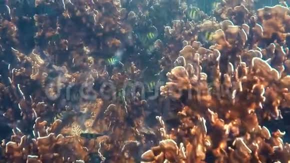 安达曼海水下视频的预览图