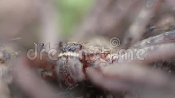 一群蚂蚁攻击并吃掉一只巨大的蟹蛛视频的预览图