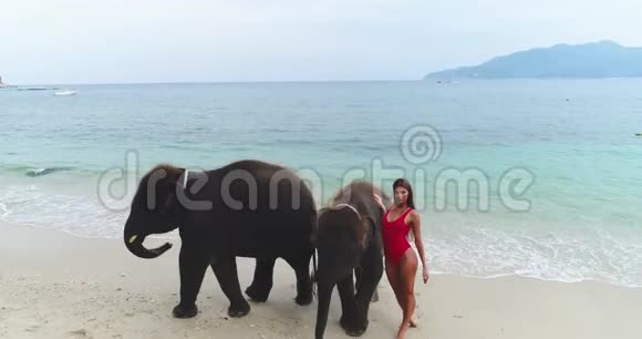 空中一个穿着红色泳衣的女孩在海滩上的大象旁边摆姿势视频的预览图