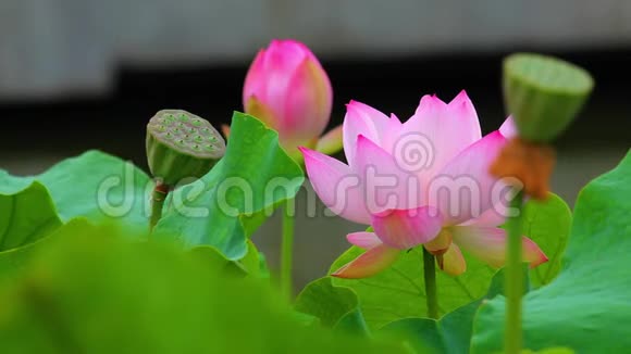 一朵粉红色的莲花和池塘里的莲花芽粉红色的莲花和莲花视频的预览图