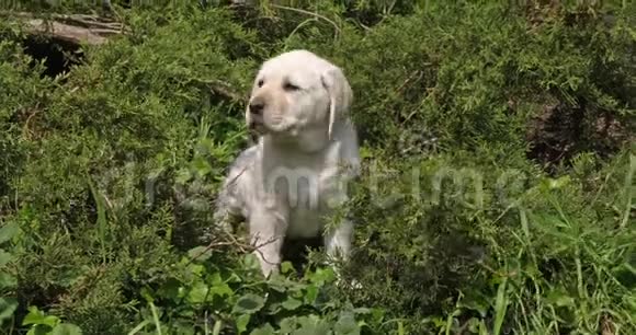 黄色拉布拉多猎犬草原小狗诺曼底慢动作视频的预览图