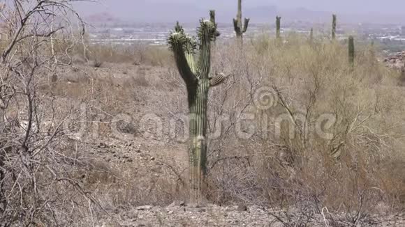 亚利桑那州沙漠一个仙人掌上面有许多花后面有凤凰视频的预览图