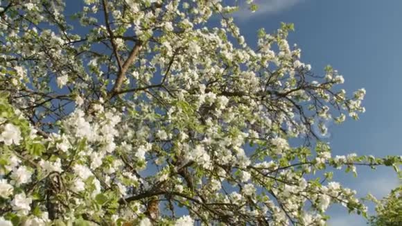 盛开着美丽白花的苹果春天在阳光花园里盛开的苹果树的枝视频的预览图