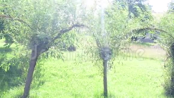 花园里的柳树视频的预览图