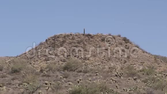 亚利桑那州沙漠在山顶上一个孤独的萨瓜罗被放大视频的预览图
