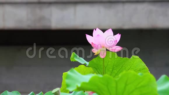 一朵粉红色的莲花和池塘里的莲花芽粉红色的莲花和莲花视频的预览图