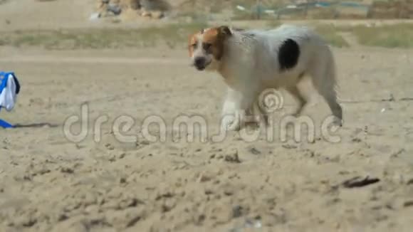 海滩上的狗视频的预览图