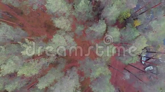 松林覆盖着淡淡的霜阴郁的秋景视频的预览图