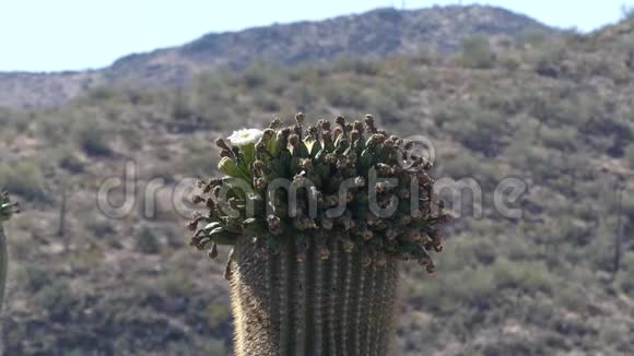 亚利桑那州沙漠一个靠近仙人掌的顶端有许多花和芽视频的预览图