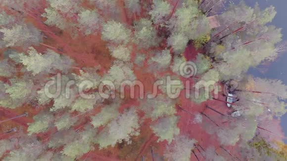 松林覆盖着淡淡的霜阴郁的秋景视频的预览图
