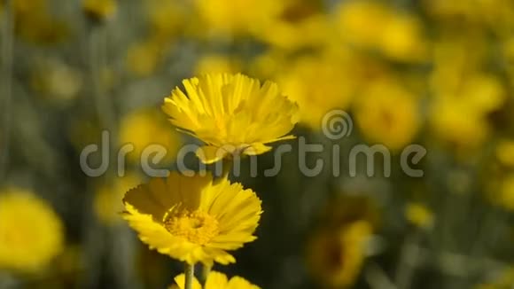 风中的黄色花朵视频的预览图