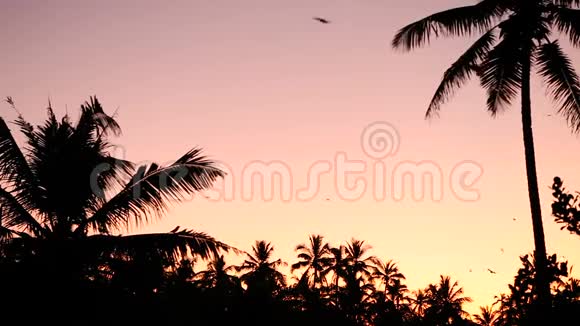 夕阳下许多鸟儿在棕榈树的剪影下飞翔视频的预览图