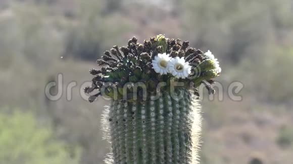 亚利桑那州沙漠一个靠近萨古罗仙人掌顶的地方蜜蜂在花丛中飞来飞去视频的预览图