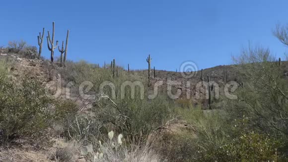 亚利桑那州沙漠萨古罗仙人掌和树木在比斯比附近的山视频的预览图