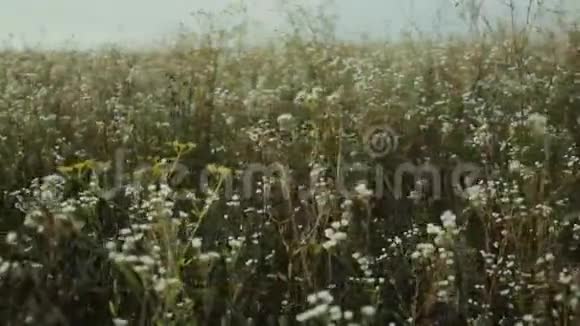 白色野花在田野里盛开视频的预览图