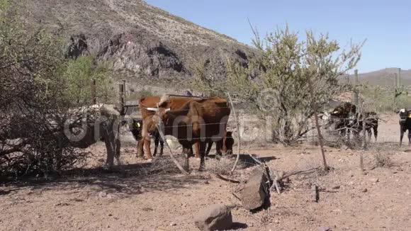 亚利桑那州沙漠牧场的牛在沙漠的阳光下休息和进食视频的预览图