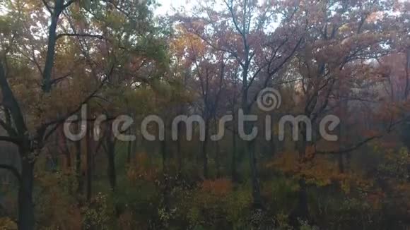 鸟瞰秋林覆盖雾向上运动视频的预览图