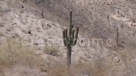 亚利桑那州沙漠一个孤独的萨瓜罗仙人掌多臂在南山公园沙漠视频的预览图