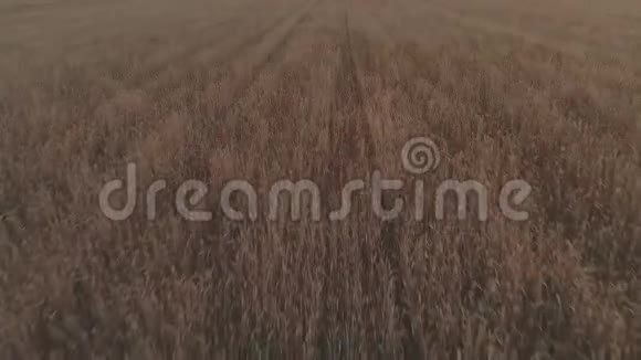 麦田的鸟瞰画面显示金色的谷物作物在高速飞行揭幕拍摄的小麦是广泛的草视频的预览图
