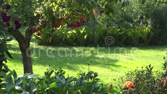 男园丁在花园后院的花木之间割草4K视频的预览图