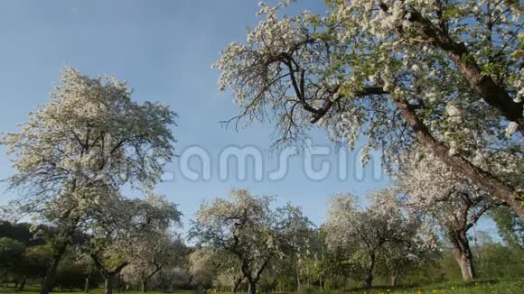 花开苹果树花园白色的花苹果树在开花视频的预览图