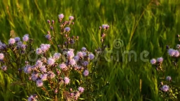 蓟植物的紫色小花视频的预览图