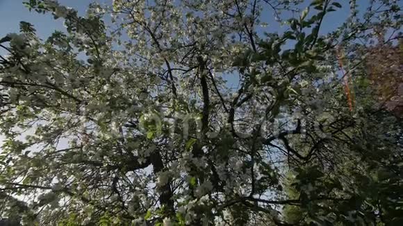 盛开着美丽白花的苹果春天在阳光花园里盛开的苹果树的枝视频的预览图