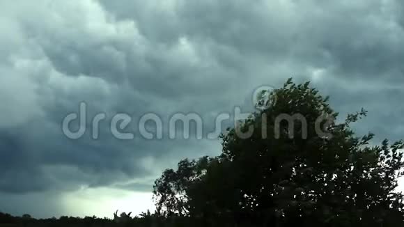 大风吹雨云下雨前摇动树木视频的预览图