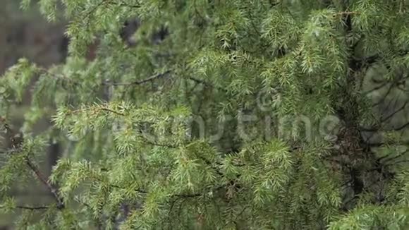 春绿刺松枝带雨滴视频的预览图