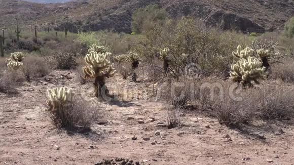 亚利桑那州沙漠沙漠的景色前景是几个花冠仙人掌视频的预览图