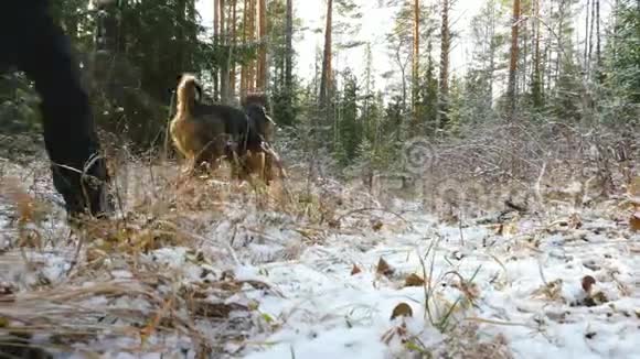 年轻的女人带着一只艾瑞达猎犬在森林里散步视频的预览图
