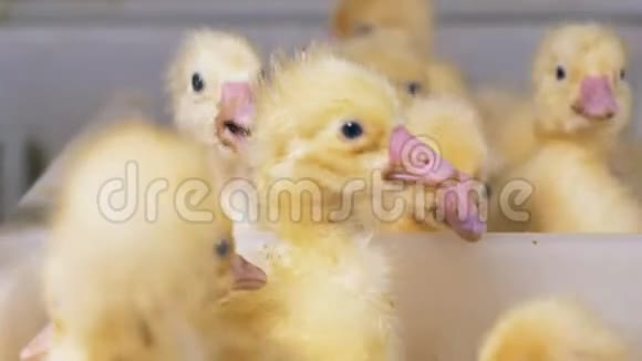 许多小鸭子在家禽的容器里家禽养殖家禽养殖业视频的预览图