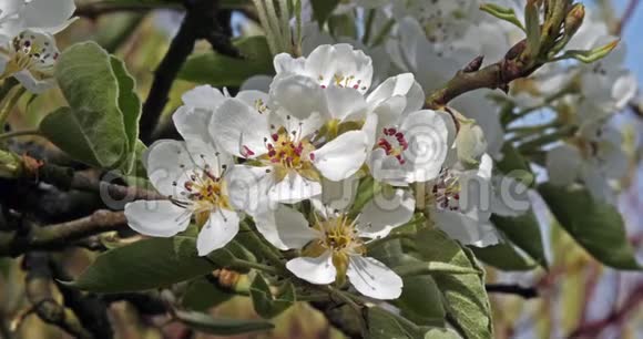 花中的苹果树枝法国的诺曼底慢动作视频的预览图