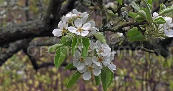 花中的苹果树枝法国的诺曼底慢动作视频的预览图