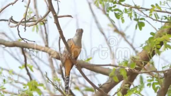 热带雨林中的一种朴素的库科鸟视频的预览图