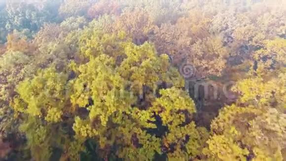 秋天森林覆盖着雾五颜六色的落叶树视频的预览图