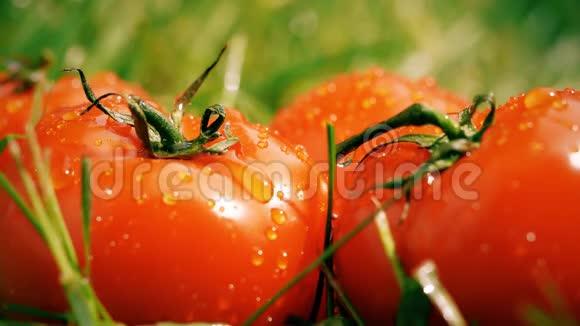 在成熟的西红柿上倒入慢镜头的水视频的预览图