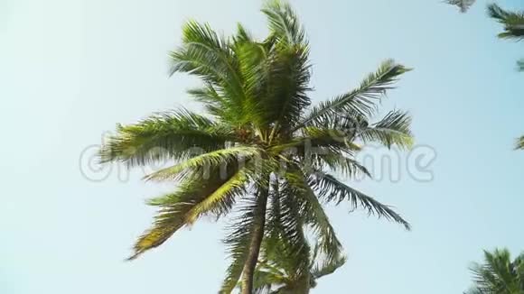 棕榈树迎风招展蓝天视频的预览图