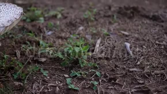 美国马克罗皮奥塔后院常见的草坪蘑菇相机淘洗视频的预览图