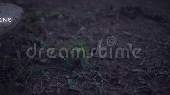带文字的蘑菇相机锅幻觉剂视频的预览图