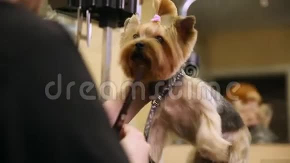一个专业的恐怖的女人用剪刀剪一只约克郡猎犬视频的预览图